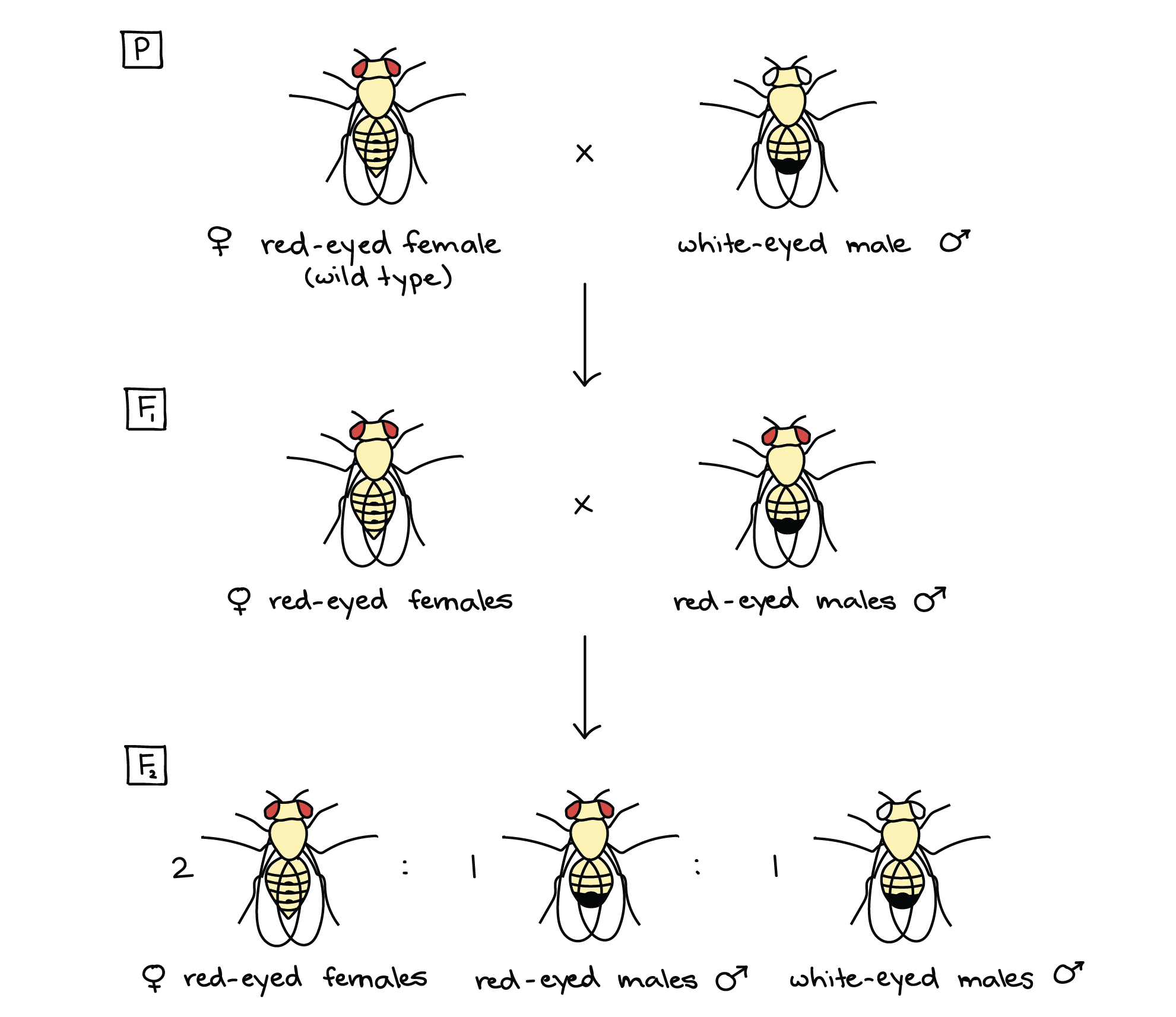 drosophila melanogaster genetics experiment