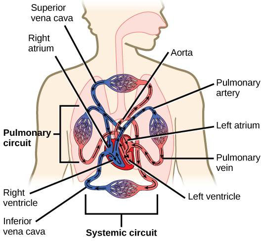 Diagram showing the flow of blood from the heart to the rest of the human body.