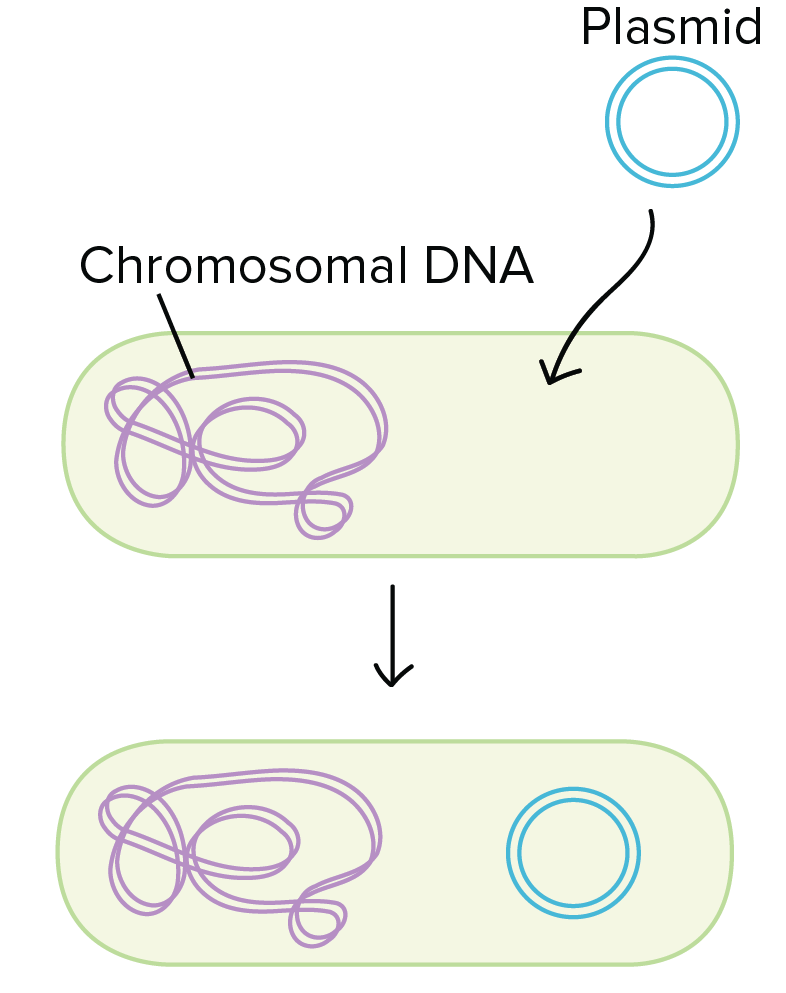 Left: plasmid taken up by transformation.

Right: linear DNA fragment taken up by transformation and swapped into the bacterial chromosome by homologous recombination.