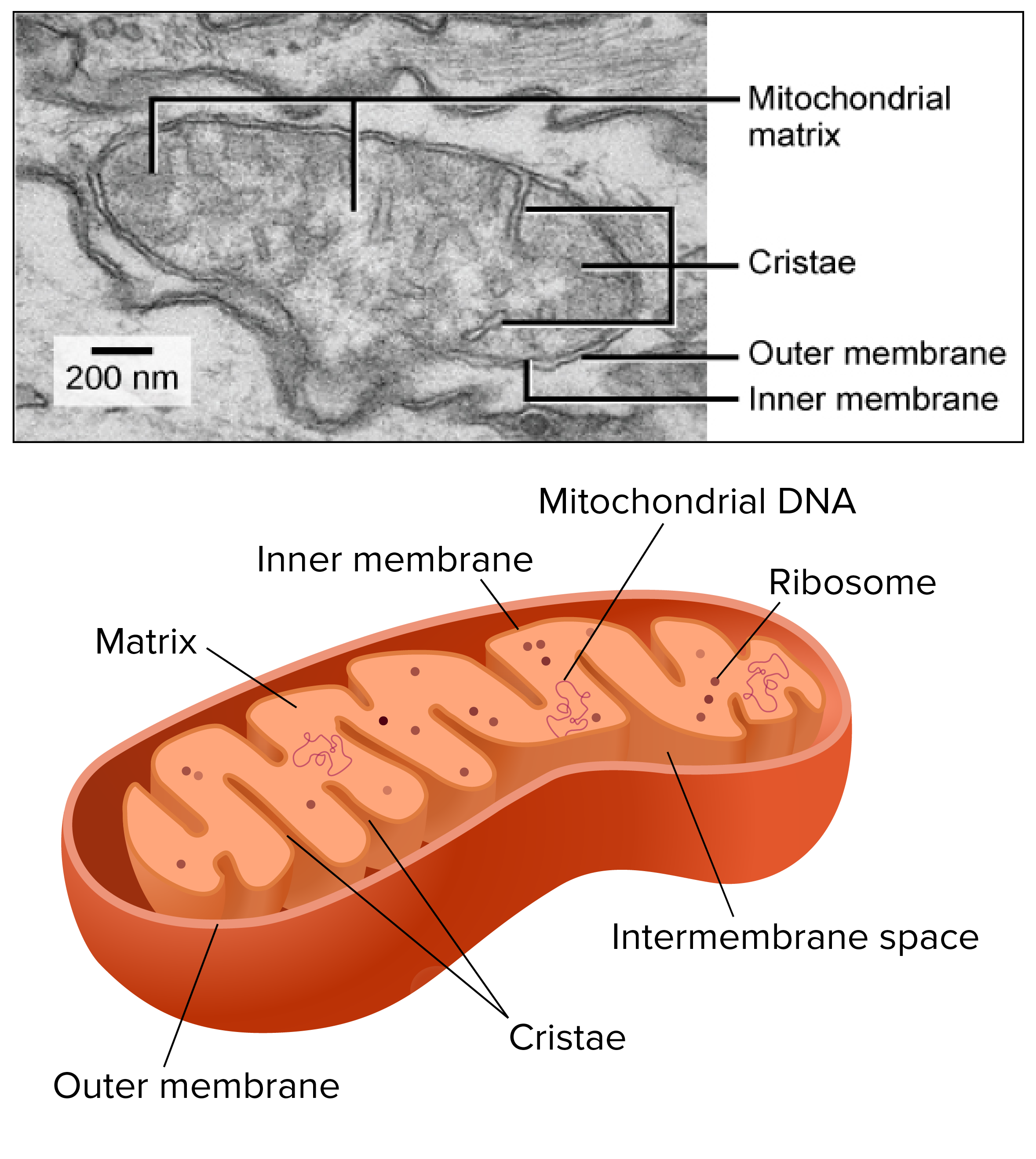 Mitochondria and chloroplasts (article) | Khan Academy
