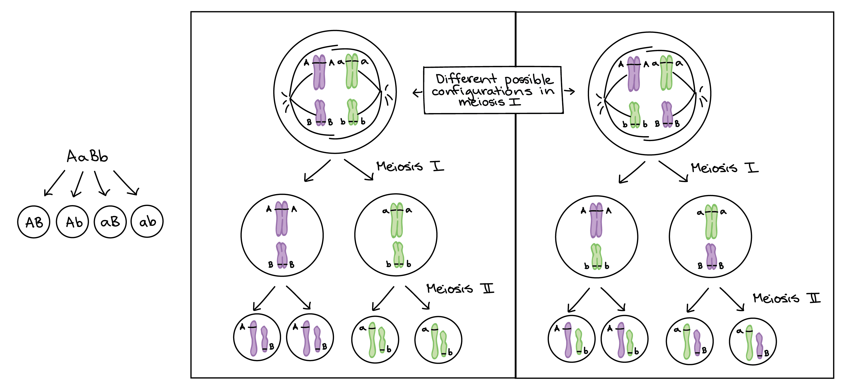 chromosome theory of inheritance