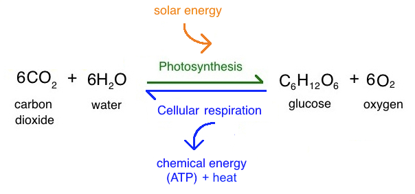 chemical formula for photosynthesis