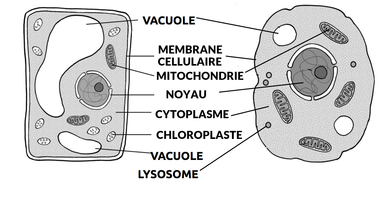 cellule animale mitochondrie