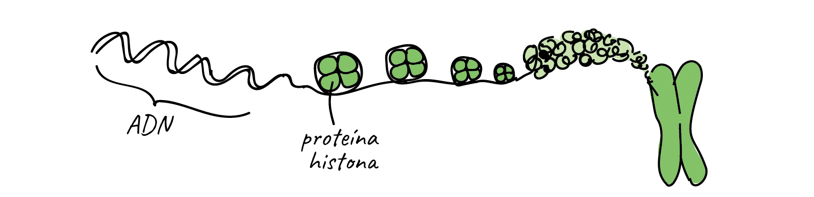 Cromatina Y Cromosoma
