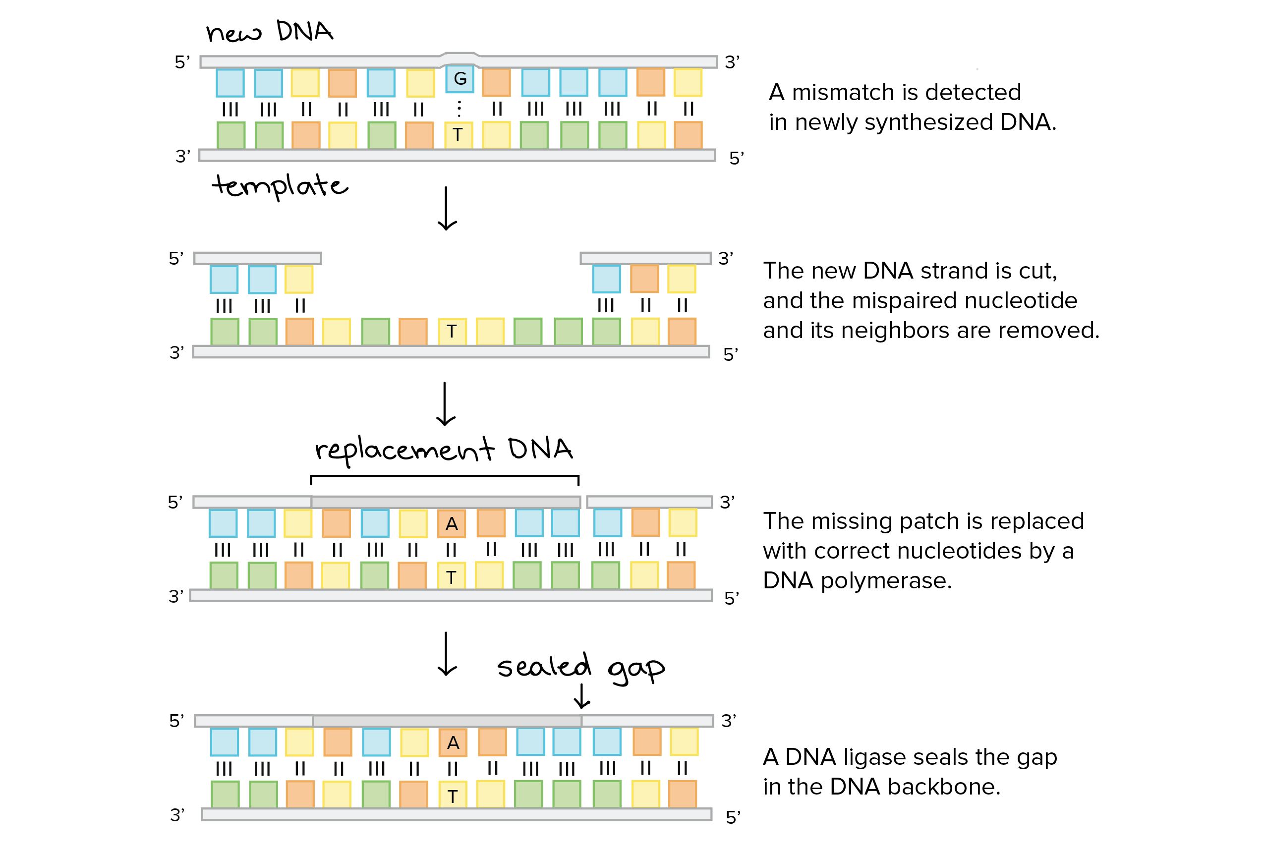 does dna polyermase i fill the gap