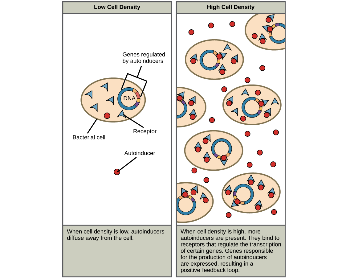 Cell Cell Signaling In Unicellular Organisms Article Khan Academy