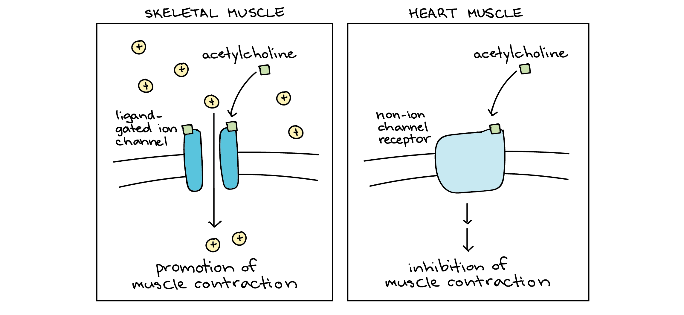Cell type specificity in response to acetylcholine.

Left panel: skeletal muscle cell. The acetylcholine molecule binds to a ligand-gated ion channel, causing it to open and allowing positively charged ions to enter the cell. This event promotes muscle contraction.

Right panel: cardiac muscle cell. The acetylcholine molecule binds to a G protein-coupled receptor, triggering a downstream response that leads to inhibition of muscle contraction.