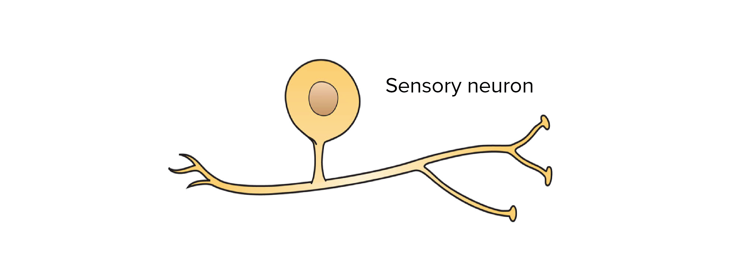 Neurons  Biology for Majors II