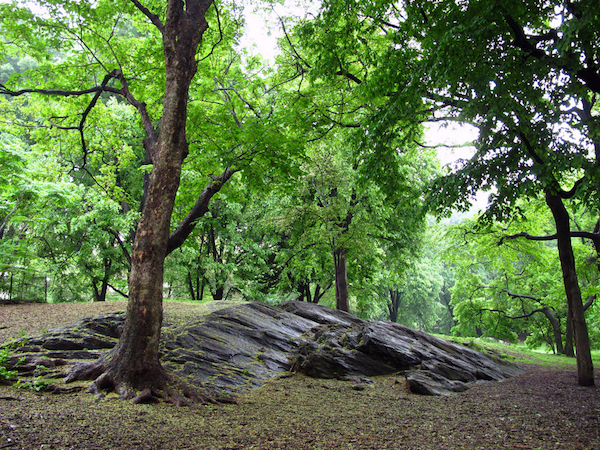 View of a grove with schist outcropping, Central Park, New York City (photo: kpaulus, CC BY 2.0)