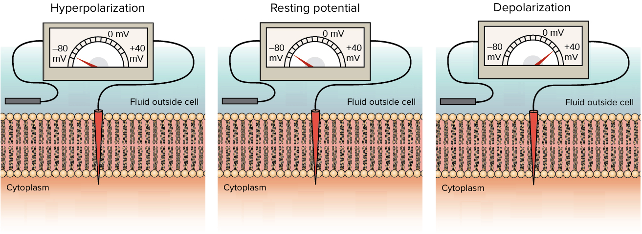 Diagrams of voltmeters with one electrode inside the cell and one in the fluid outside of the cell. The first voltmeter shows hyperpolarization: it reads -80 mV. The second voltmeter shows the resting potential: it reads -70 mV. The third voltmeter shows depolarization: it reads +40 mV.