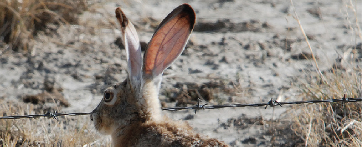 Image of a jackrabbit in the desert, showing the rabbit's very thin—almost see-through—heavily veined ears, which are used for heat dissipation.