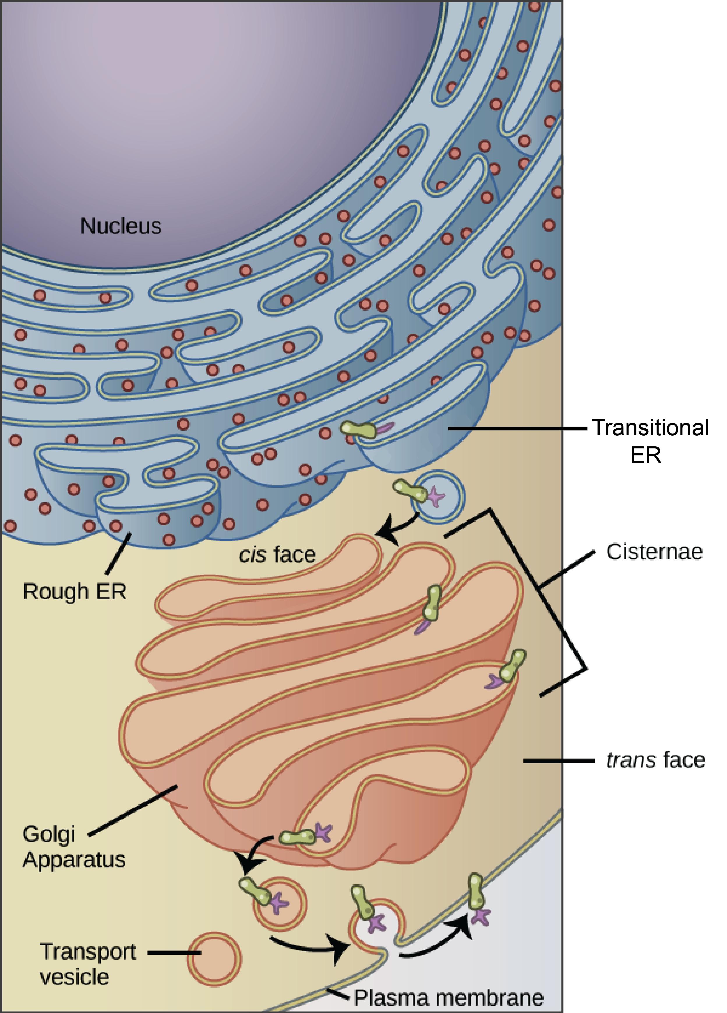 Gambar menunjukkan transpor protein membran dari RE kasar melalui Golgi ke membran plasma.  Protein awalnya dimodifikasi dengan penambahan rantai karbohidrat bercabang di RE kasar;  rantai ini kemudian dipangkas kembali dan diganti dengan rantai percabangan lain di aparatus Golgi.  Protein, dengan rangkaian akhir rantai karbohidratnya, kemudian diangkut ke membran plasma dalam vesikel transpor.  Vesikel menyatu dengan membran plasma, lipid dan muatan proteinnya menjadi bagian dari membran plasma.