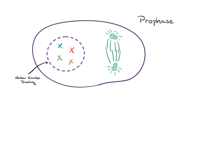 Anaphase 1 Meiosis Diagram