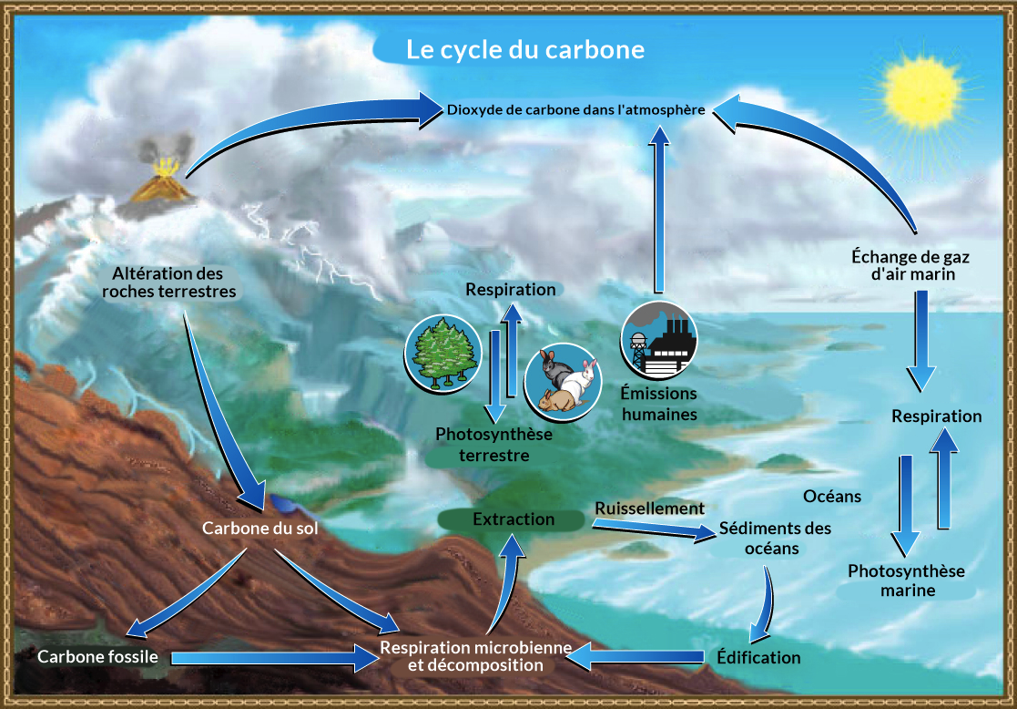 Explique moi…le cycle du carbone