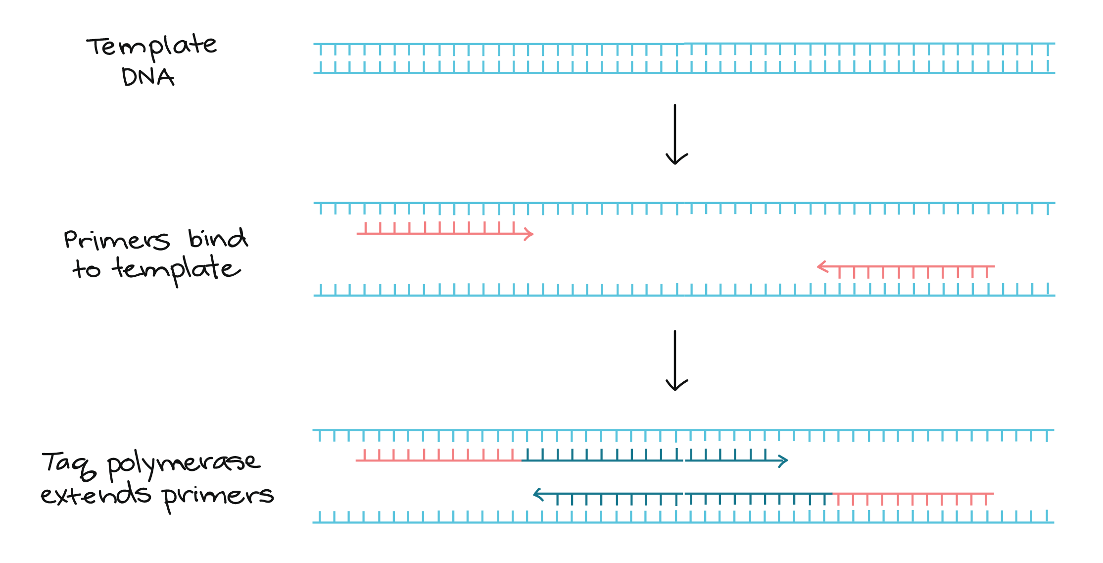 primers pcr