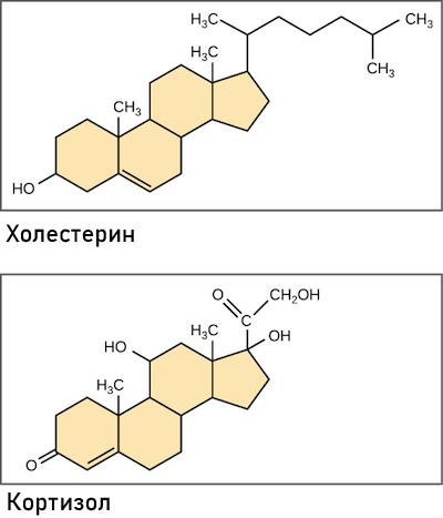 Связи клеточного дыхания с другими путями