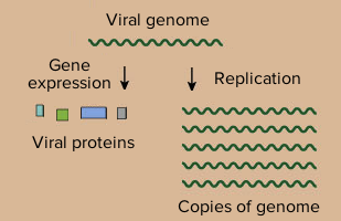 The viral genome is copied, and its genes are also expressed to make viral proteins.