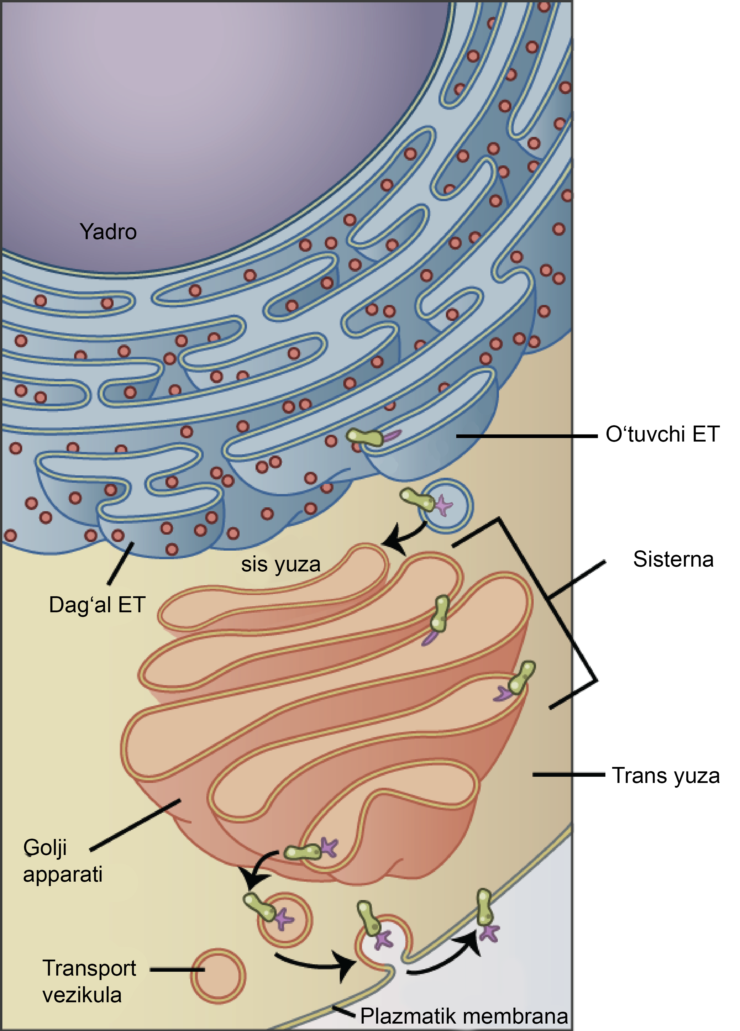 Cunnilingus va analingus video
