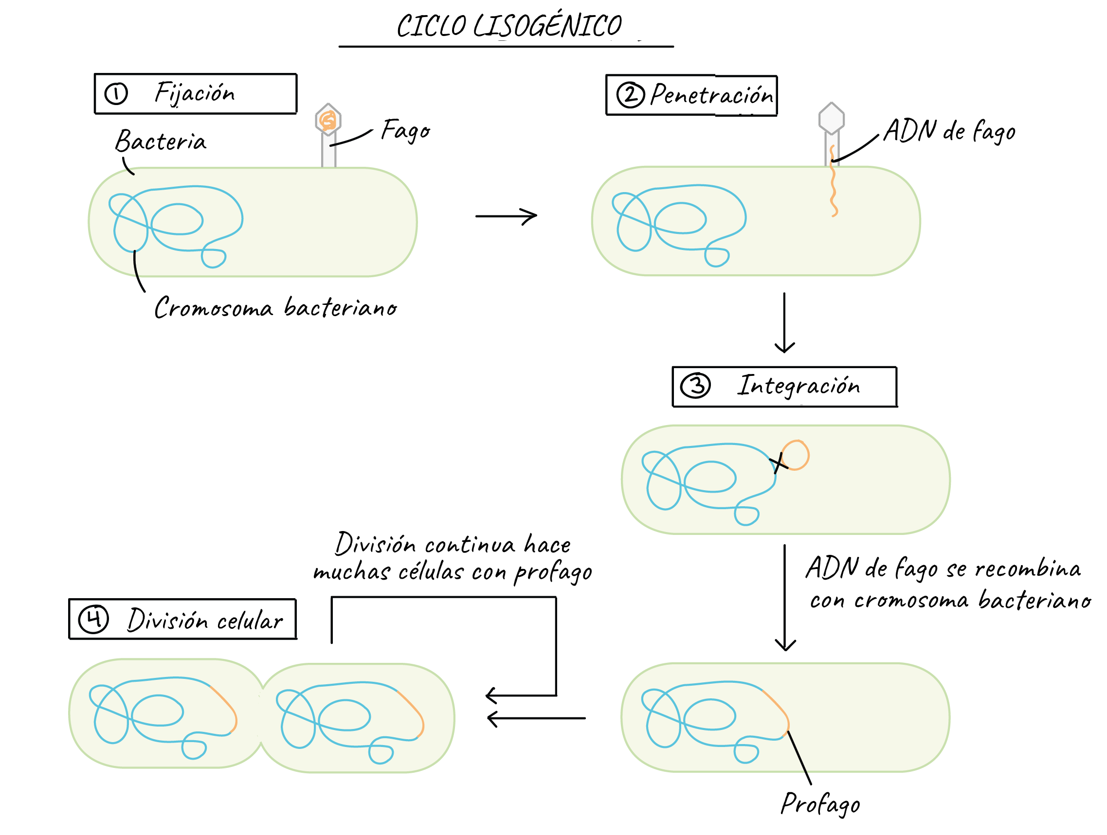 Ciclo lisogénico:

1. Fijación. Los bacteriofagos se acoplan a la célula bacteriana

2. Penetración. Los bacteriofagos inyectan ADN dentro de la célula bacteriana.

3. Integración. El ADN del fago se recombina con el cromosoma bacteriano y se integra dentro del cromosoma como un profago.

4. División celular. Cada vez que una célula que contiene un profago se divide, sus células hijas heredan el profago.