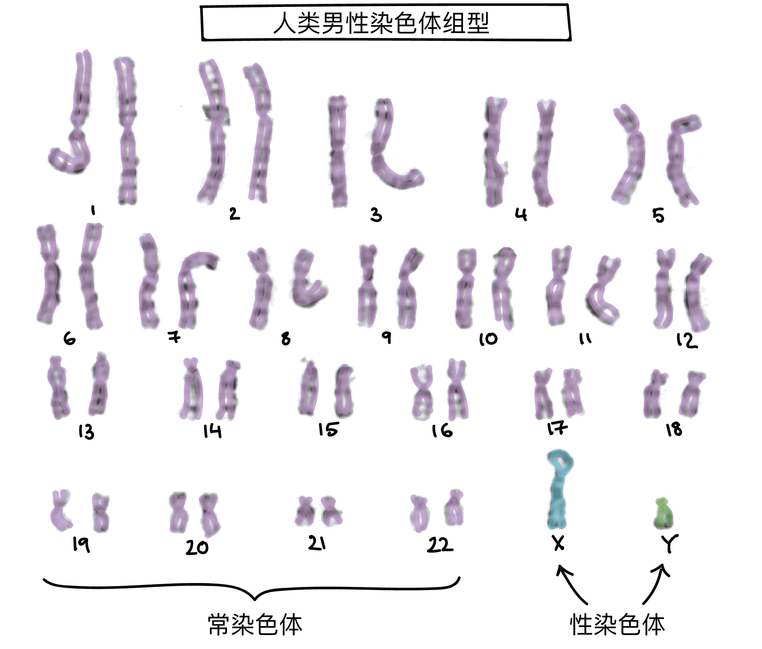 X 连锁遗传 文章 伴性遗传 染色体突变和非核遗传 可汗学院