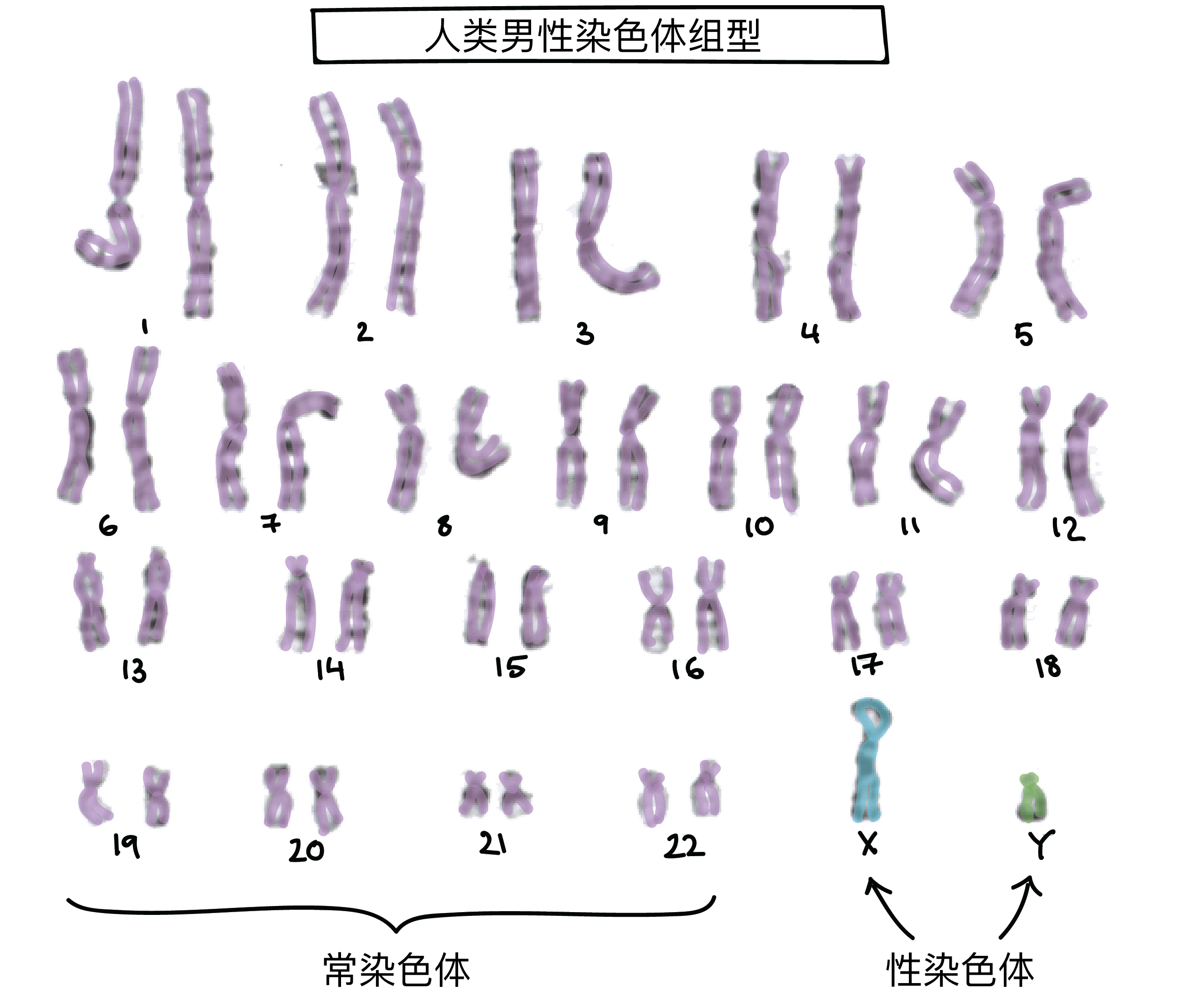 X-连锁遗传(文章) | 伴性遗传、染色体突变和非核遗传| 可汗学院