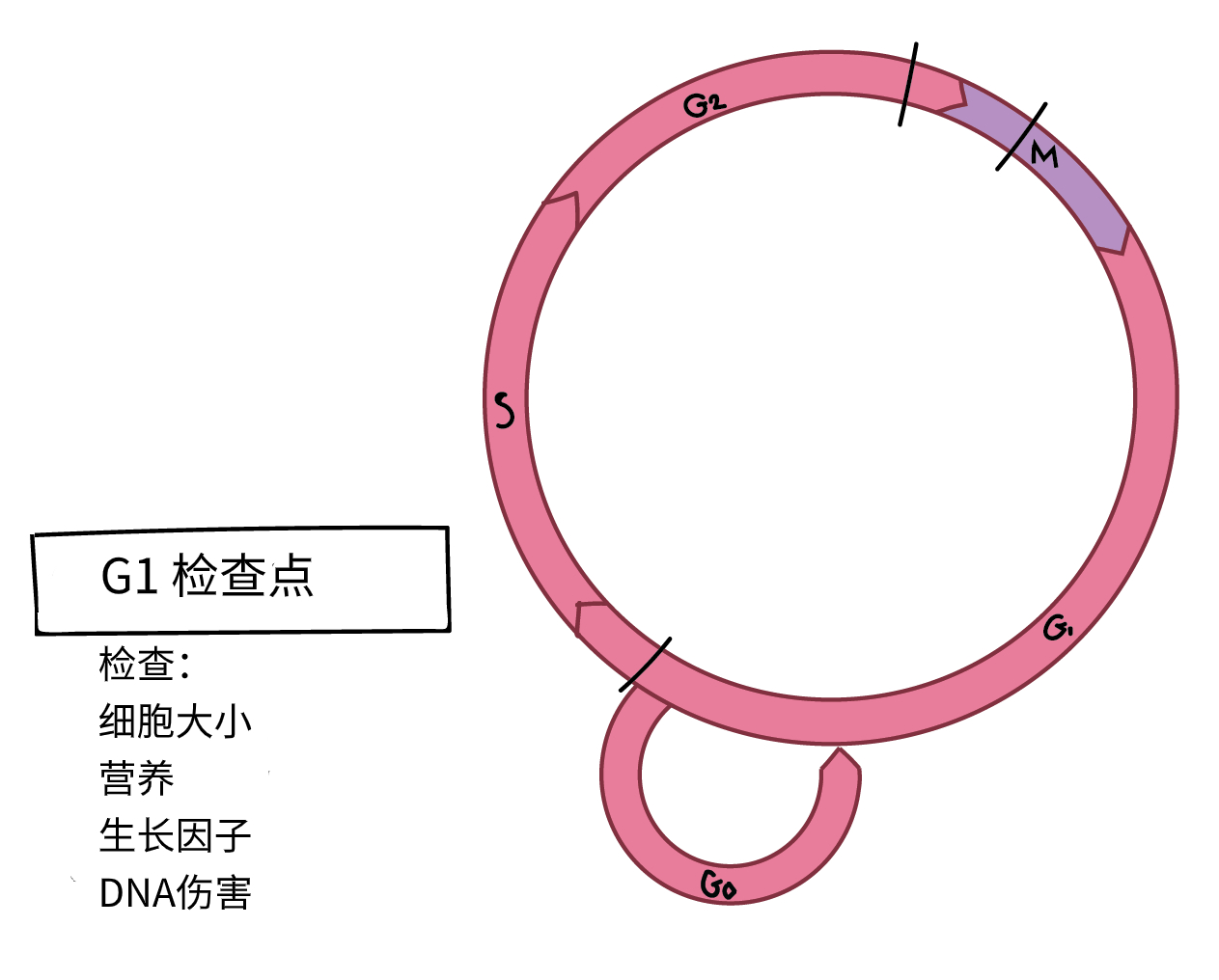 细胞周期检控点 文章 细胞周期调控 癌症和干细胞 可汗学院