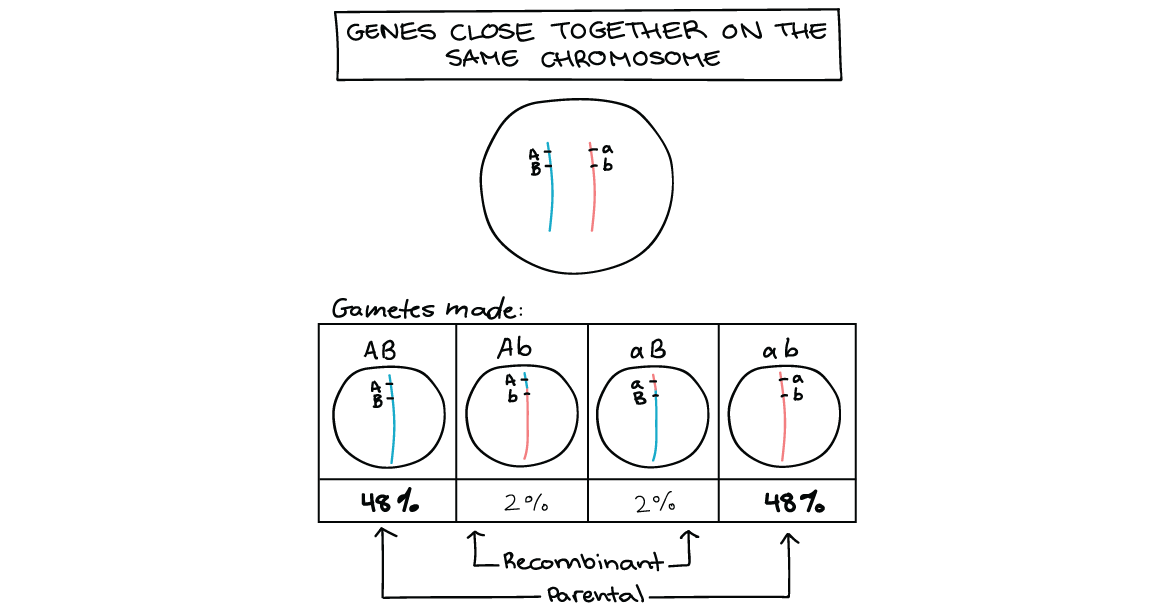 Which Diagram Shows A Homologous Chromosome Pair That Has Heterozygous
Alleles