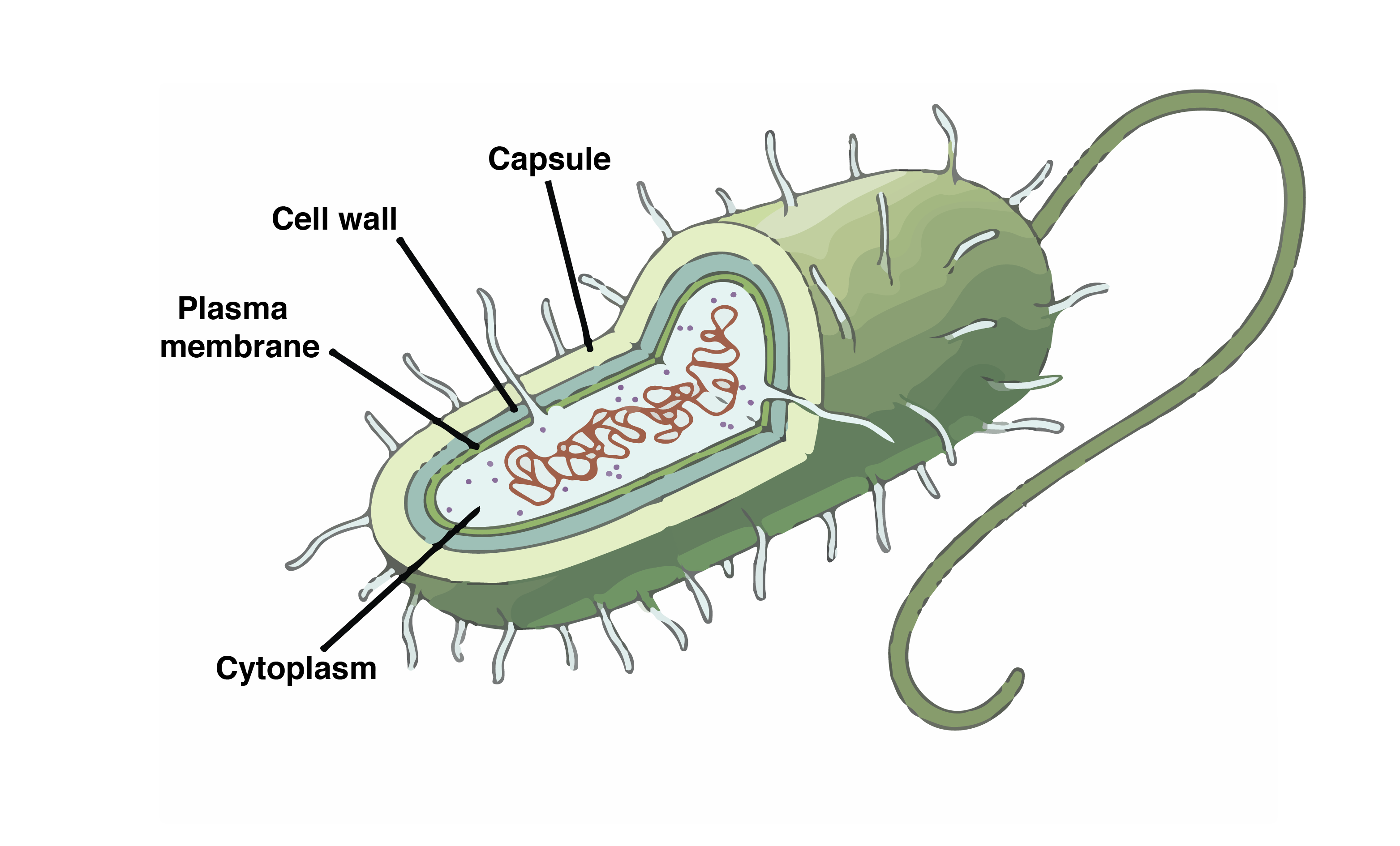 Оболочка клетки прокариота. Нуклеоид бактерий. Бактерии прокариоты. Строение бактерии. Прокариотические жгутики.