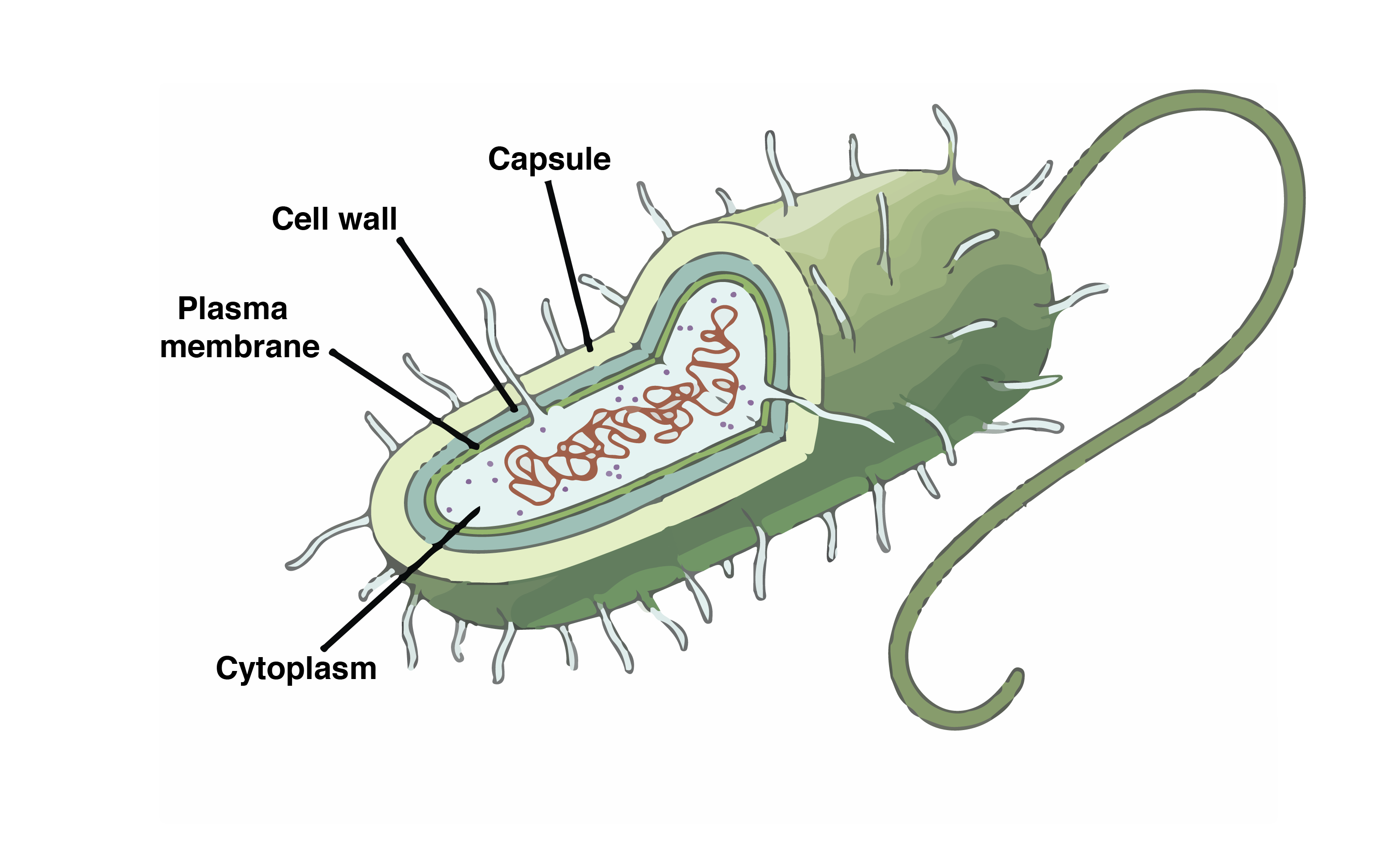 Simple Prokaryotic Cell Diagram