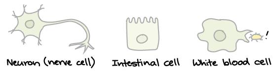 Specialized Cells