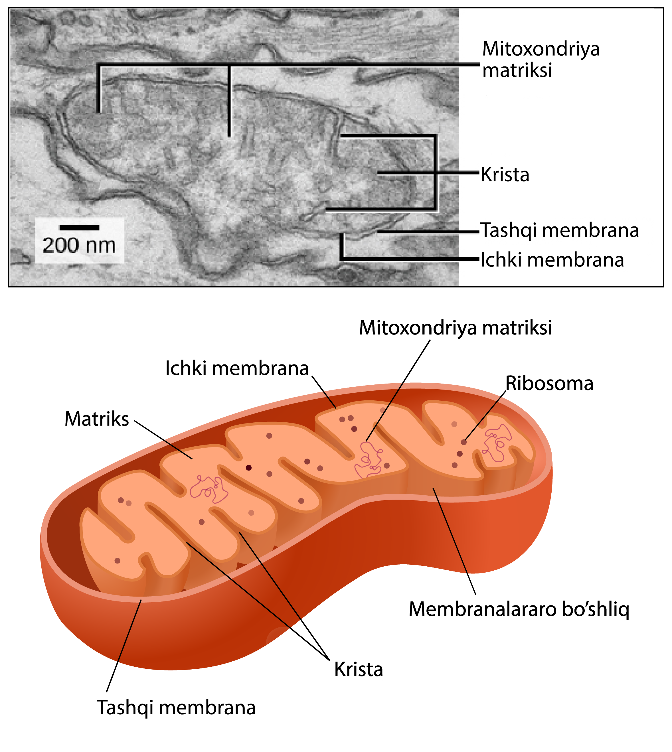 Krivoy Rogda mashinada jinsiy aloqa Olga Polyakovaning erotik fotosuratlari