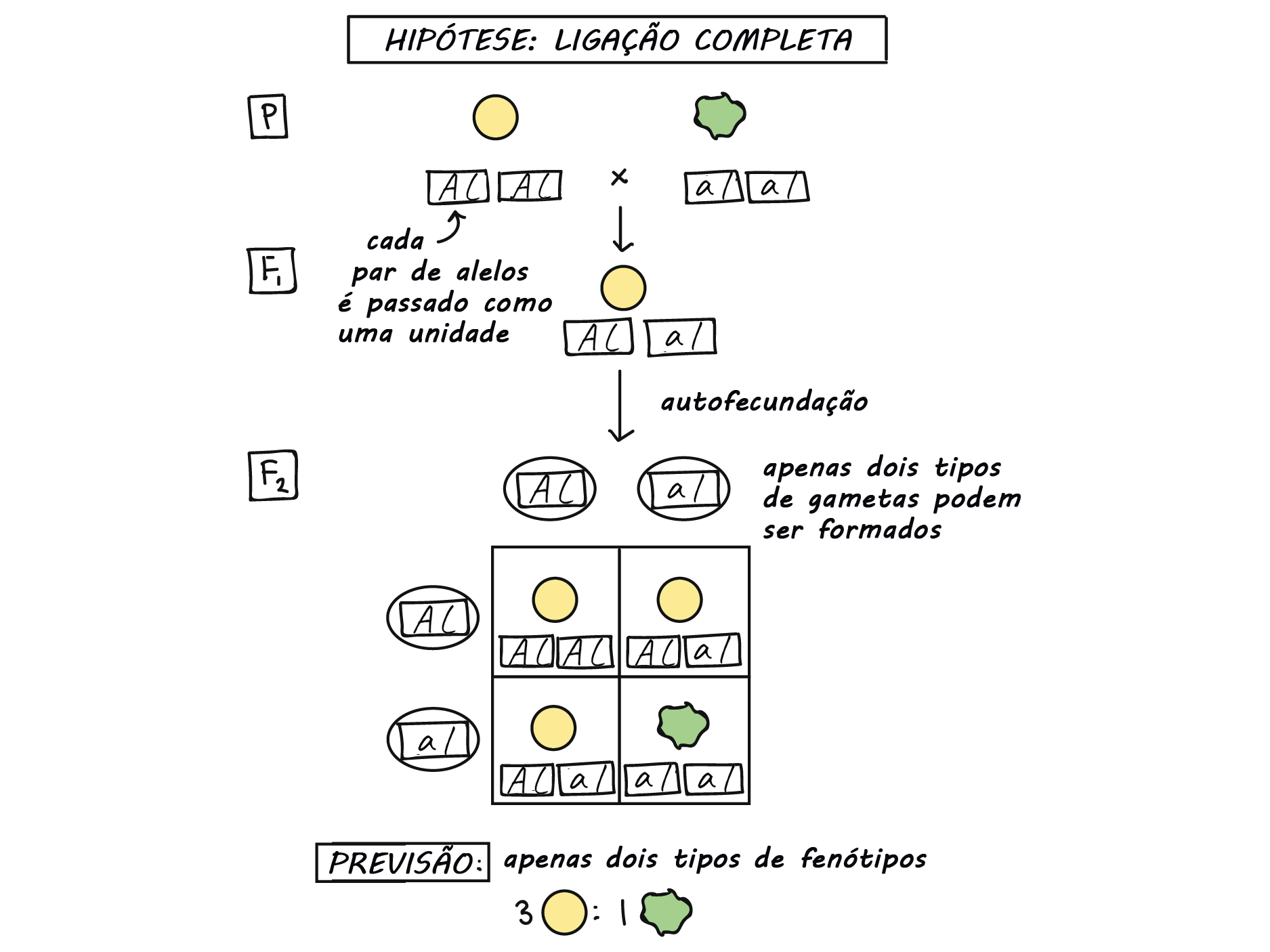 A lei da segregação independente (artigo) | Khan Academy, image size:1875x1406