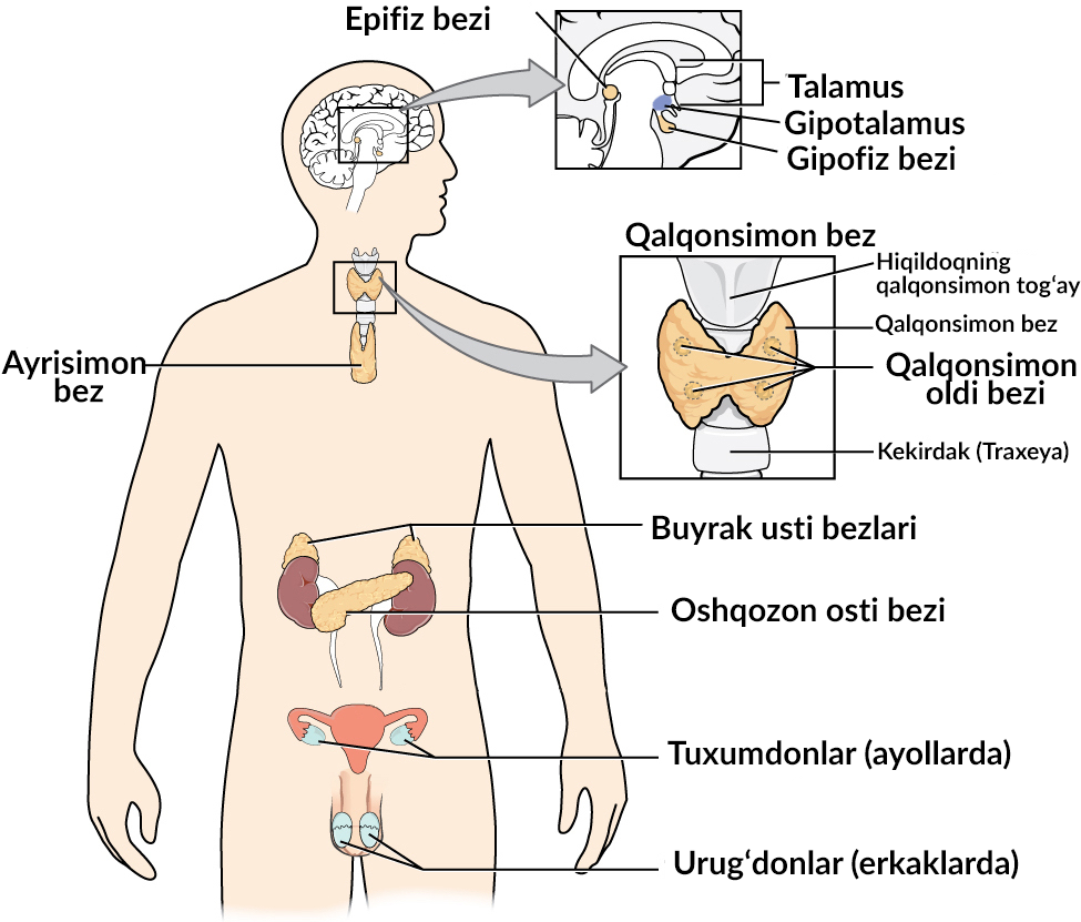 Erkak kasalligining azosi