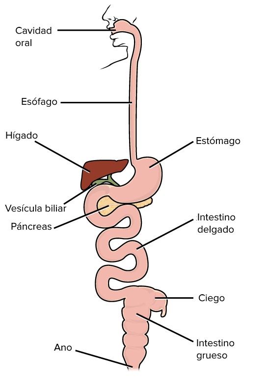 Repaso de los sistemas digestivo y excretor (artículo) | Khan Academy