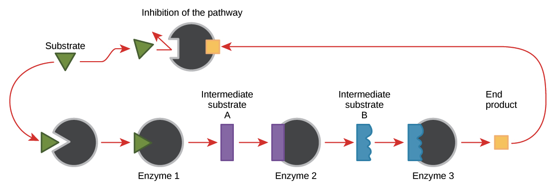 Enzyme regulation (article) | Khan Academy