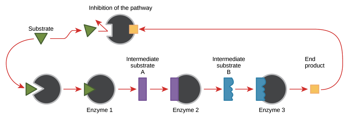 Enzyme Regulation Article Khan Academy