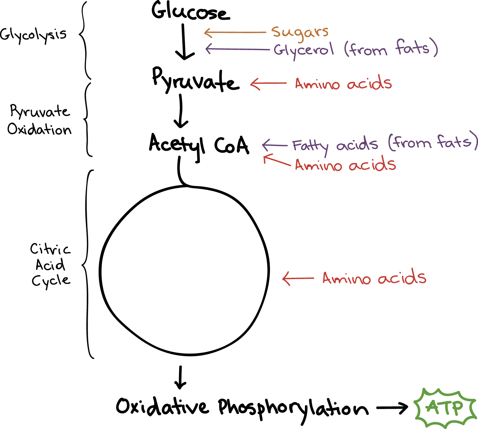 glycolysis citric acid cycle electron transport chain