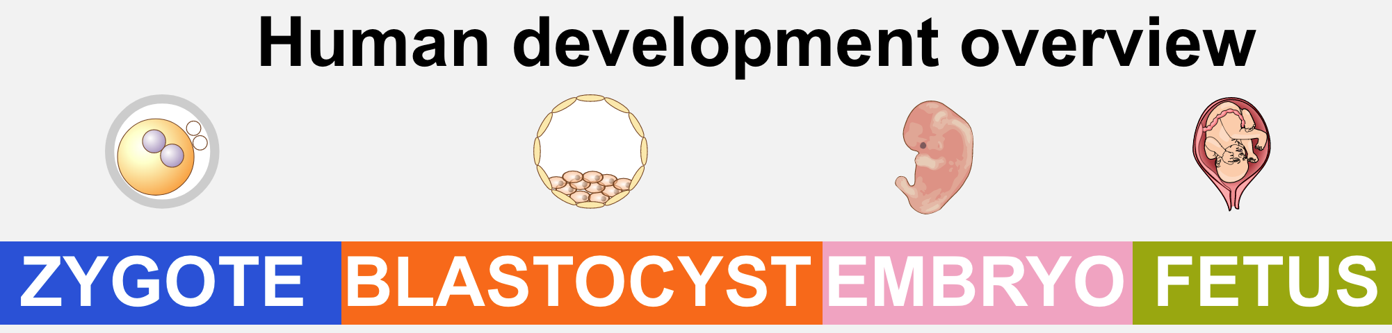 The stages of human embryo development from zygote to foetus 28 2 Embryonic Development Anatomy Physiology