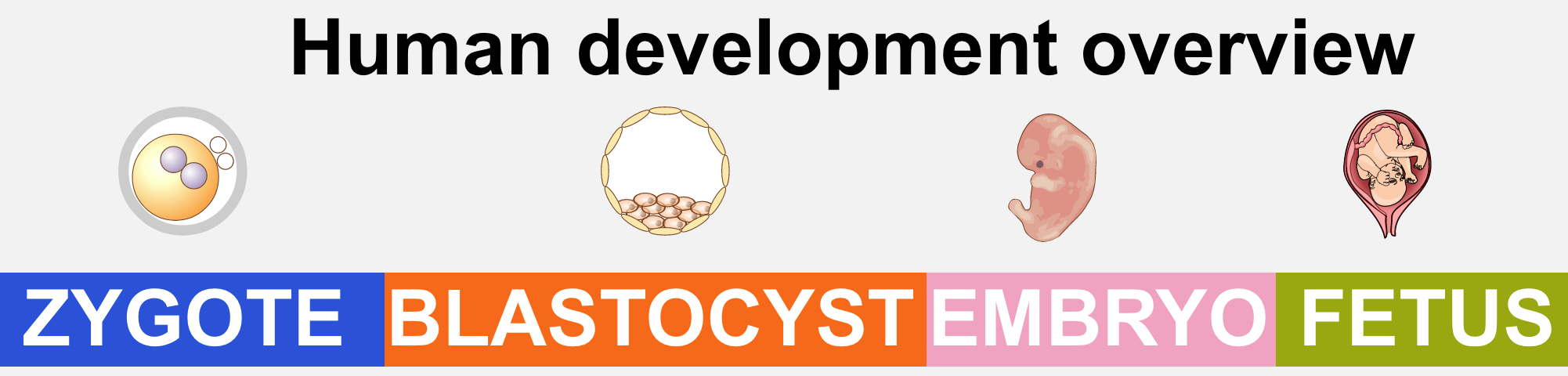 Fertilization And Development Review Article Khan Academy