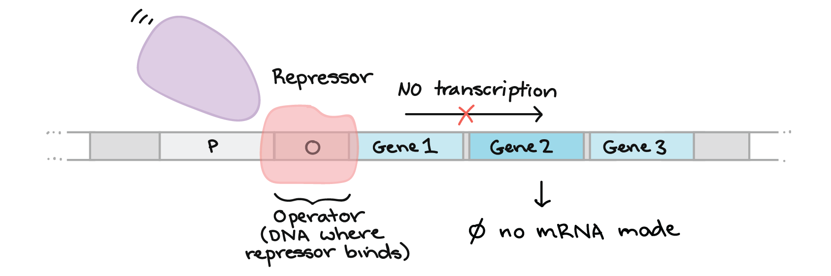 Diagram illustrating how a repressor works. A repressor protein binds to a site called on the operator. In this case (and many other cases), the operator is a region of DNA that overlaps with or lies just downstream of the RNA polymerase binding site (promoter). That is, it is in between the promoter and the genes of the operon. When the repressor binds to the operator, it prevents RNA polymerase from binding to the promoter and/or transcribing the operon. When the repressor is bound to the operator, no transcription occurs and no mRNA is made.