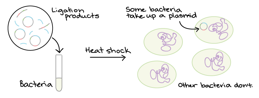 plasmid dna in bacteria