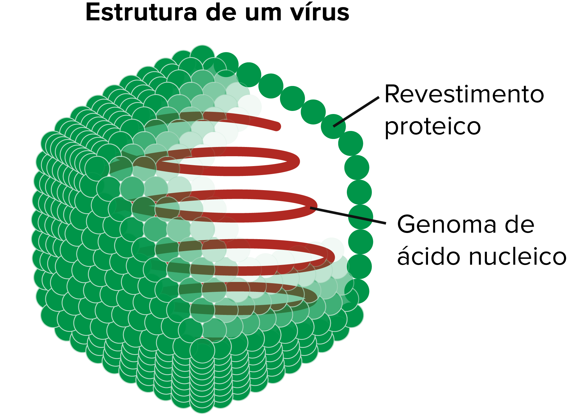 Diagrama de um vírus. O vírus consiste de um ácido nucleico (genoma) e um revestimento externo de proteína.