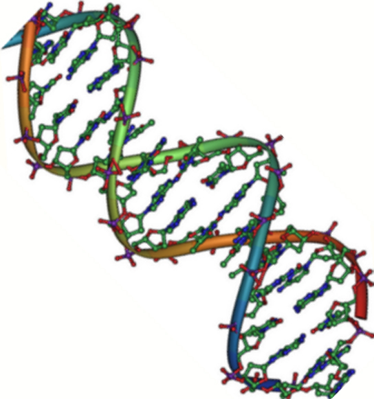 Modelo estrutural da dupla hélice de DNA.
