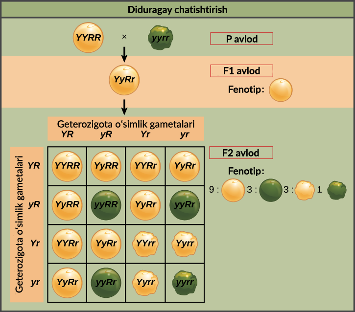 Toliq sonlari bilan yalangoch ayollar