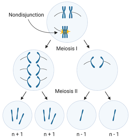 chromosome nondisjunction