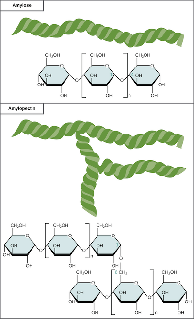 Chemical structure of starch macromolecule [37]