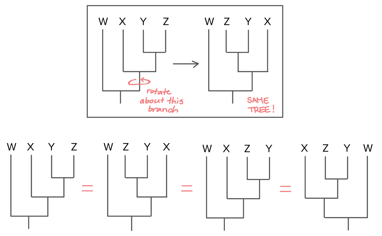 Phylogeic Trees Evolutionary Tree Article Khan Academy