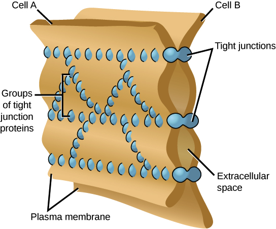 cell junctions