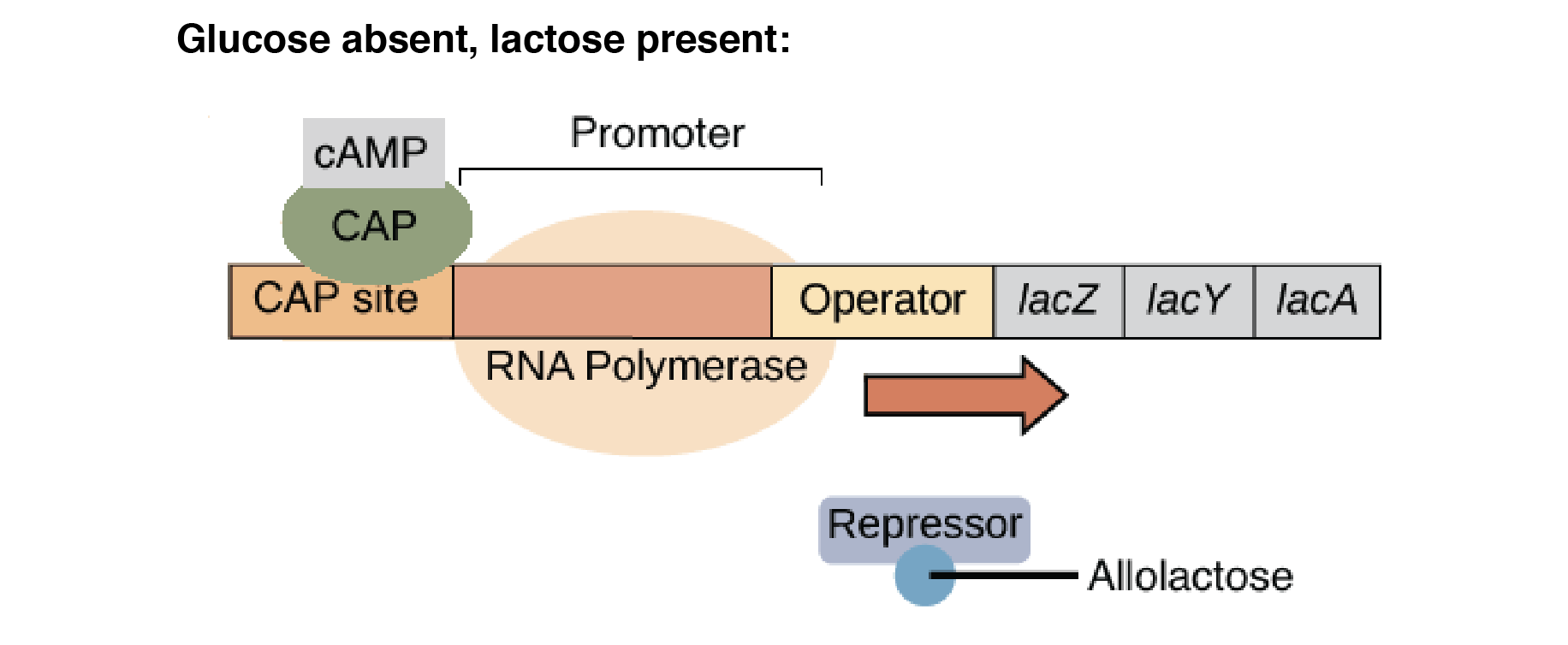 Solved Normal function of the lac operon means that the cell