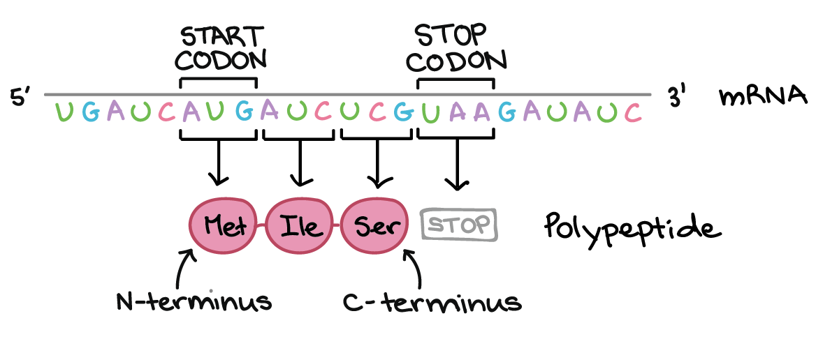 Mrna Codon And Dna Sequence Chart